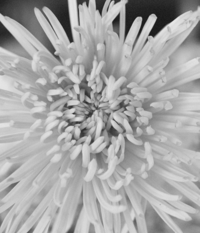 Black and white close-up photograph of a flower, highlighting texture and detail, representing Estudio Manzanero's visual aesthetic.